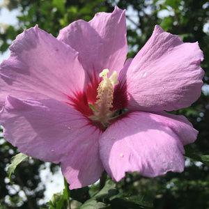 Meet your Posher, Irina